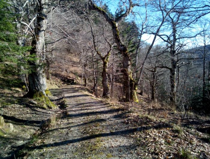 Badia Prataglia - Strada forestale che porta a Campo dell'agio